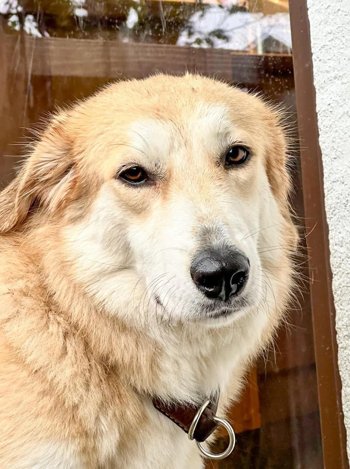 Romyintelligent, Mixed Breed for adoption at Tierheim Werdenfels