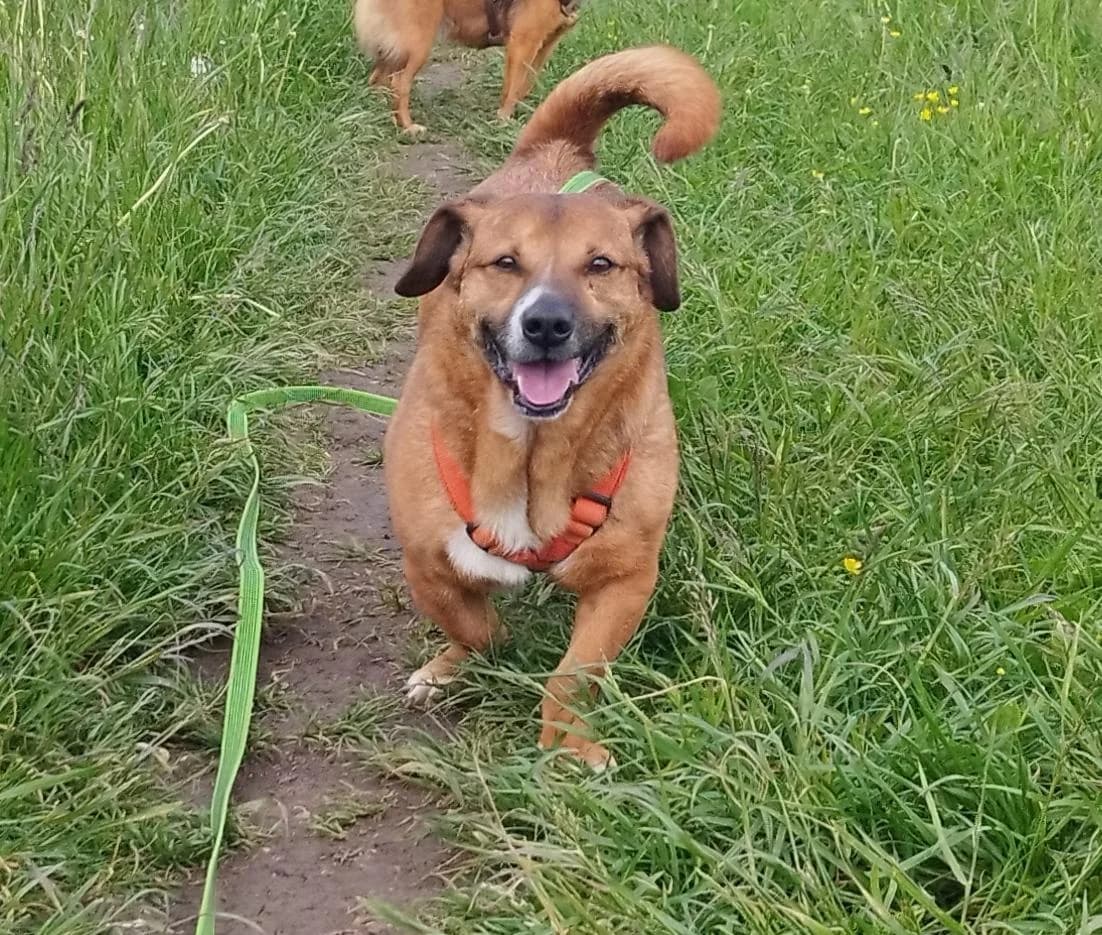 Rudifreundlich, Mixed Breed for adoption at Tierheim Werdenfels