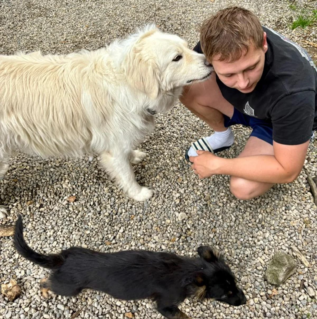 Simbaselbstbewusst, Mixed Breed for adoption at Tierheim Werdenfels