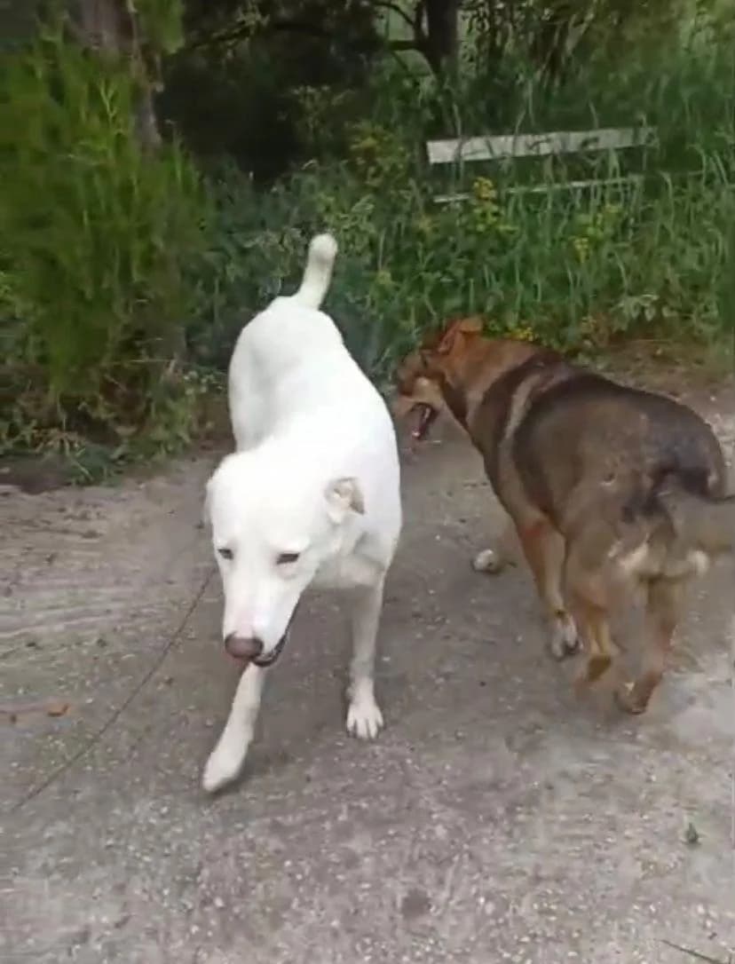 Snowfreundlich, Mixed Breed for adoption at Tierheim Werdenfels