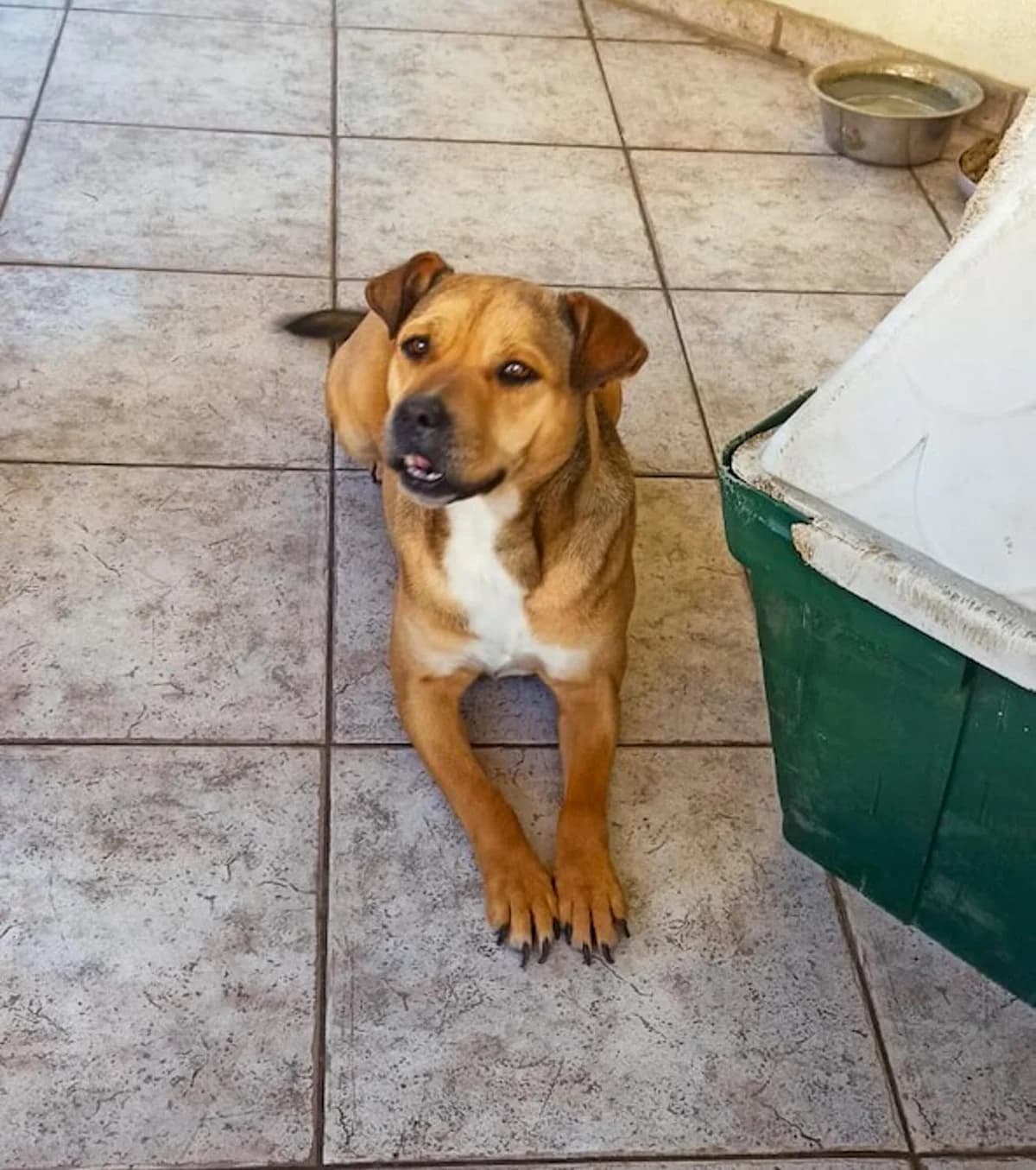 Tarafreundlich, Mixed Breed for adoption at Tierheim Werdenfels