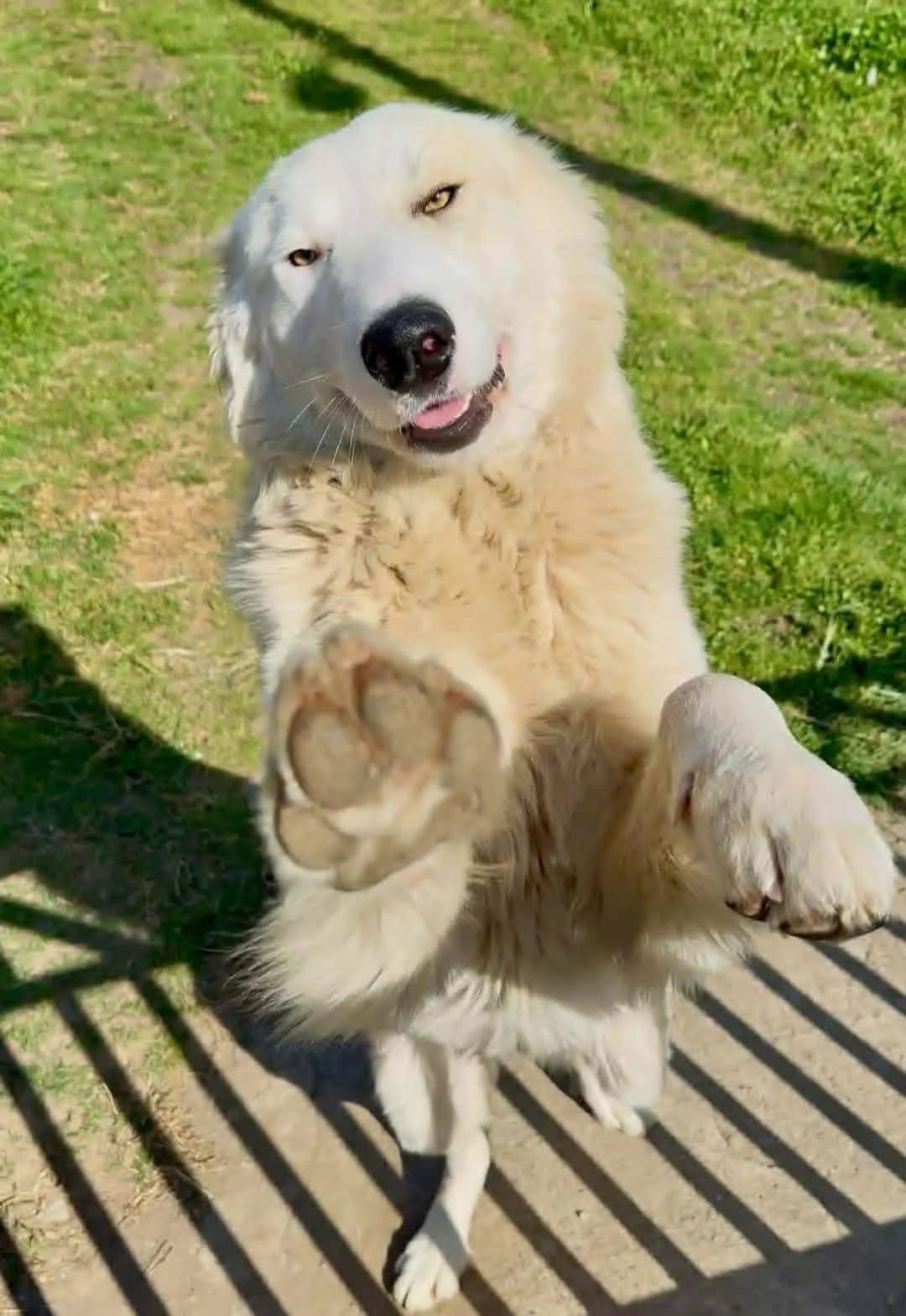 Teddyfreundlich, Mixed Breed for adoption at Tierheim Werdenfels