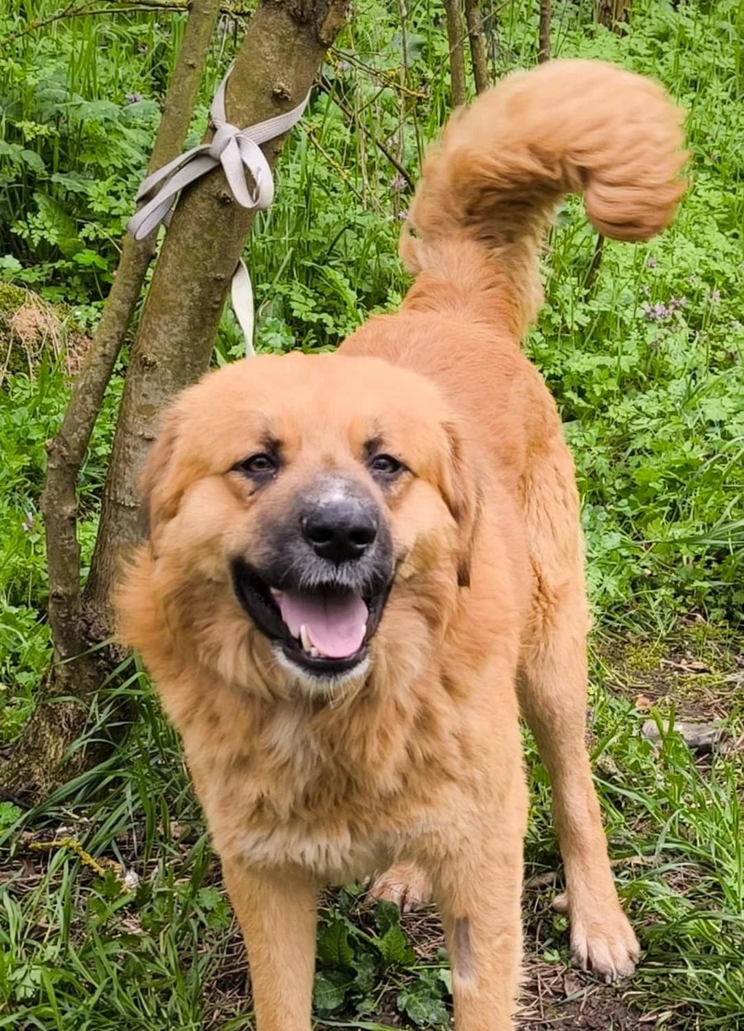 Teosuper, Mixed Breed for adoption at Tierheim Werdenfels