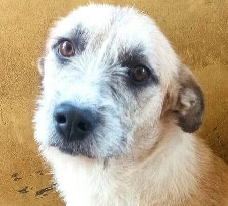 Tessafreundlich, Mixed Breed for adoption at Tierheim Werdenfels