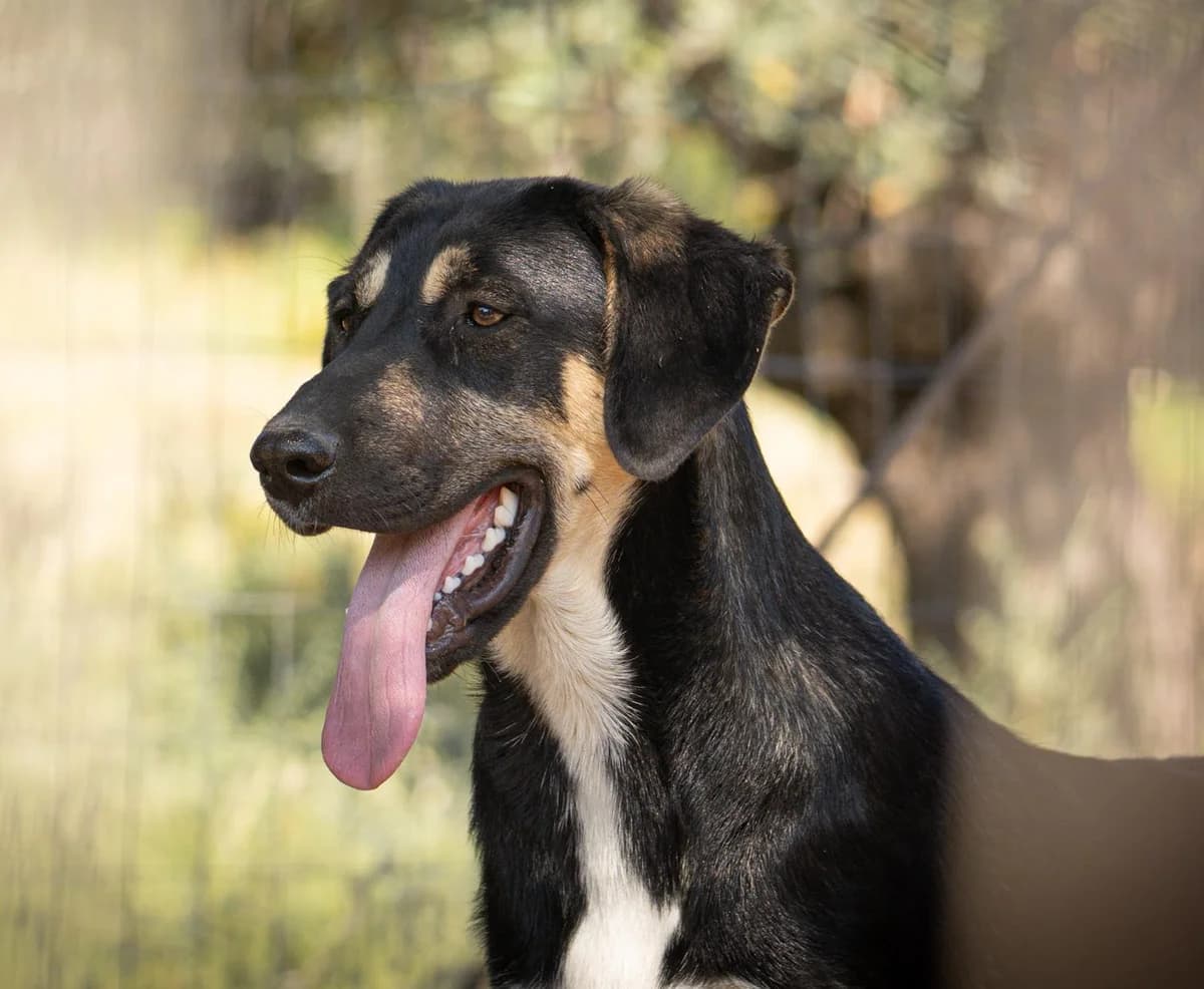 Vitofreundlich, Mixed Breed for adoption at Tierheim Werdenfels