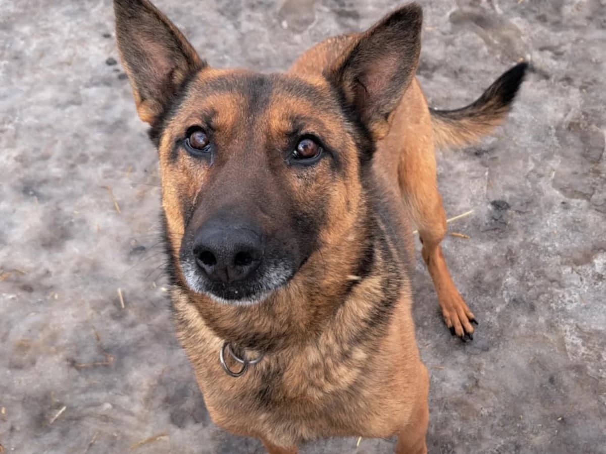 Yarafreundlich, Mixed Breed for adoption at Tierheim Werdenfels