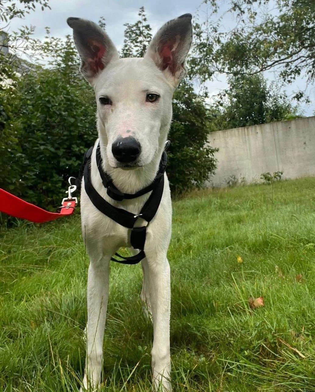 Yiannakilieb, Mixed Breed for adoption at Tierheim Werdenfels