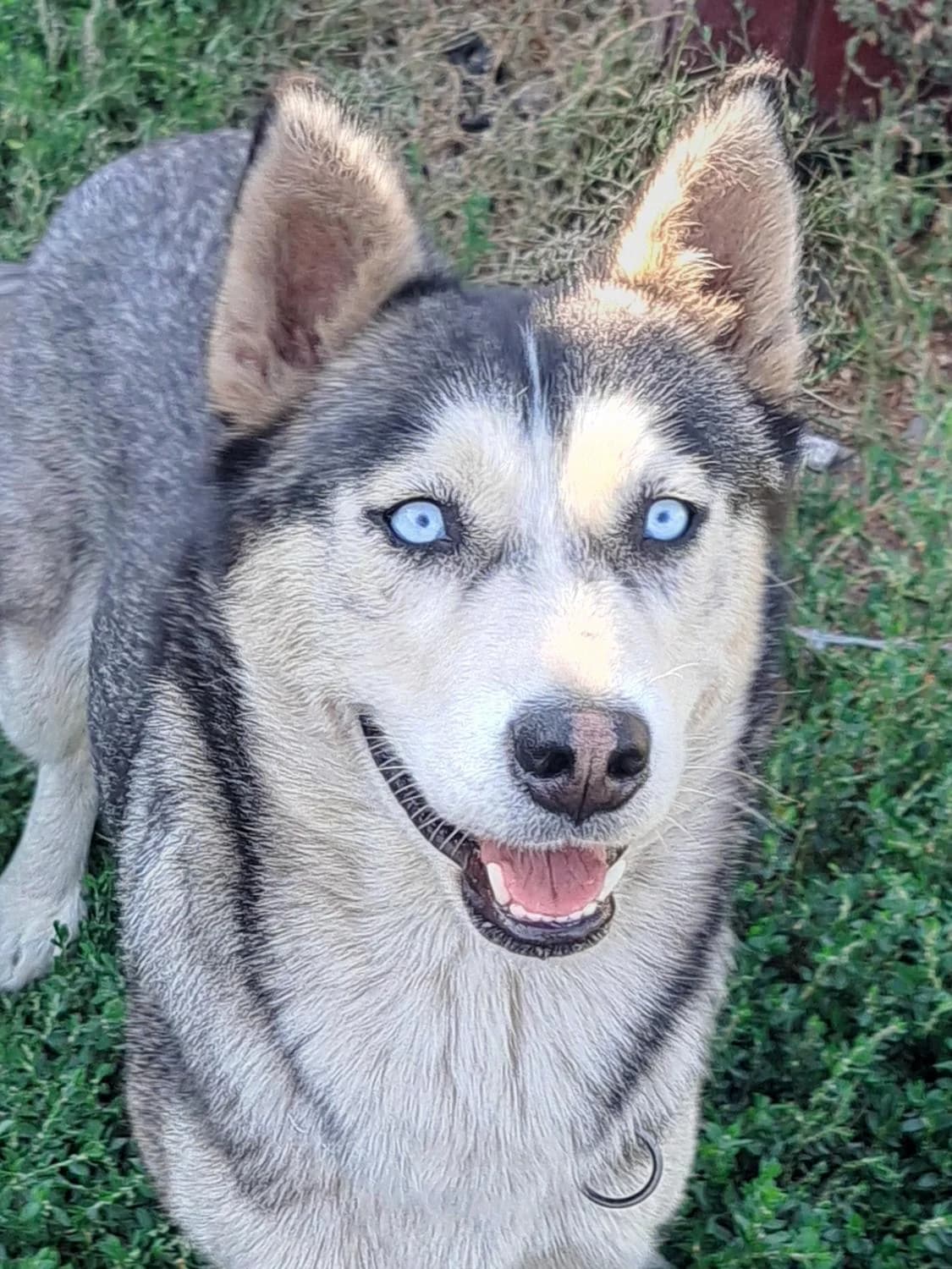 Zafirasehr, Mixed Breed for adoption at Tierheim Werdenfels