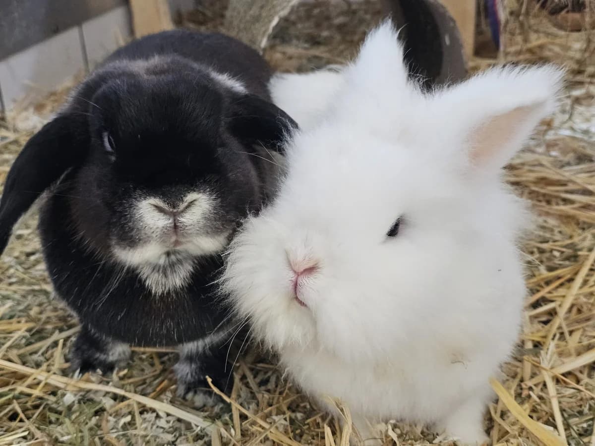 Leo + Lisa, male mixed breed for adoption at Tierheim Wesel, Wesel