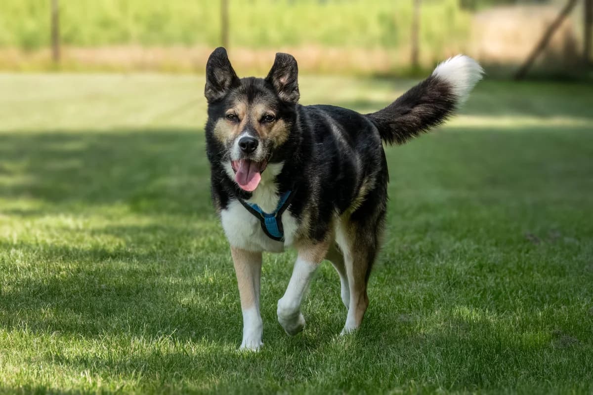 Azrael, male German Shepherd for adoption at Tierheim Wesel, Wesel