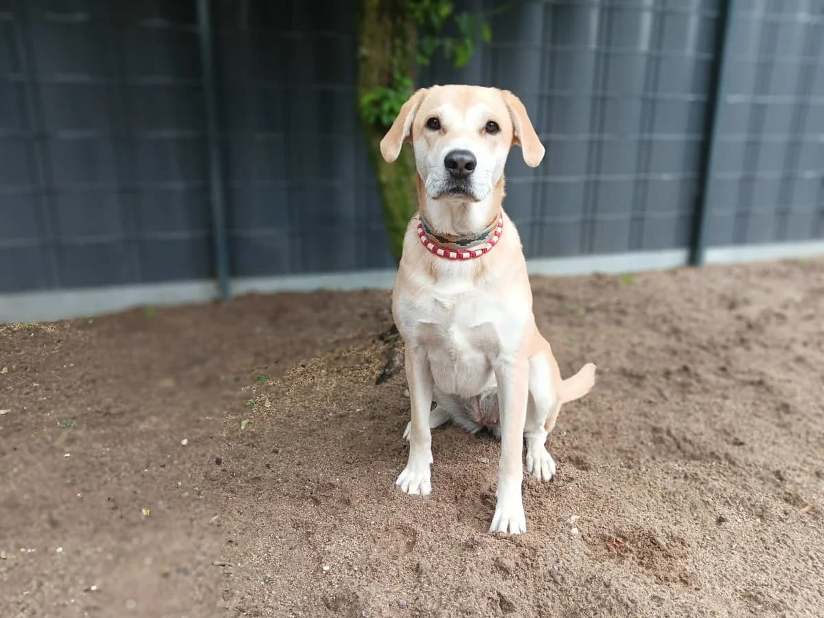 Debby, female Labrador Retriever for adoption at Tierheim Wesel, Wesel