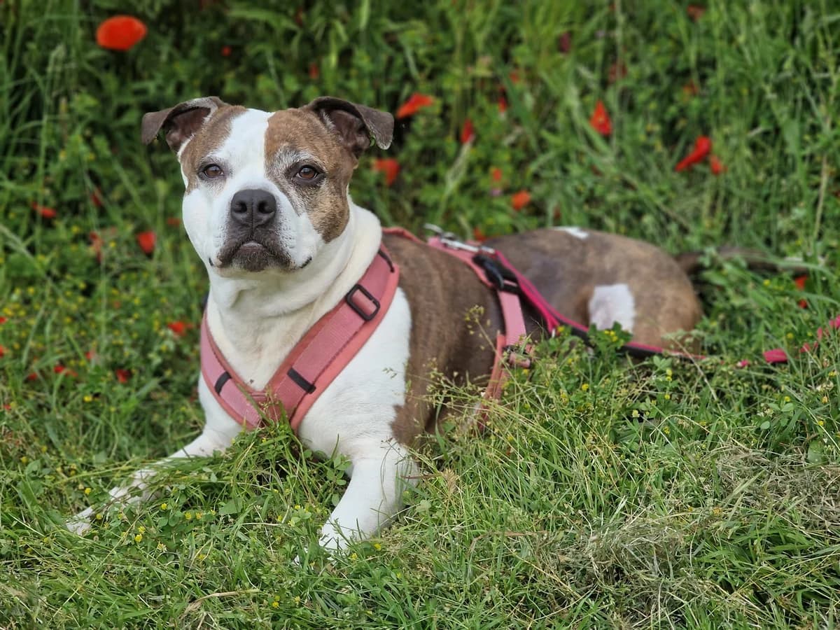 Sissi, female senior English Bulldog for adoption at Tierheim Wesel, Wesel