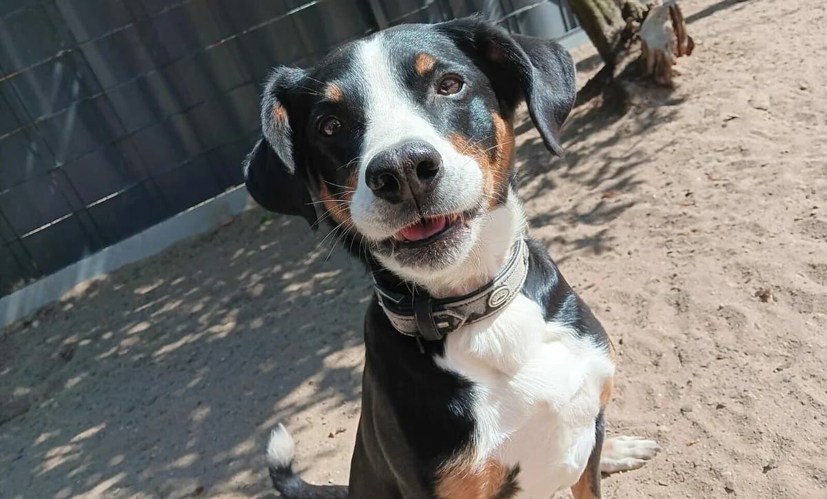 Ellie, female mixed breed for adoption at Tierheim Wesel, Wesel