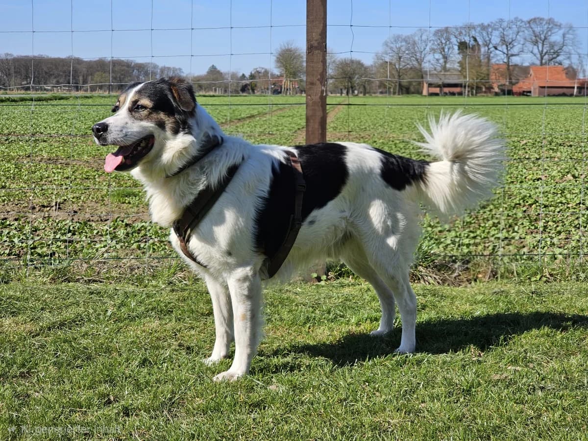 Sammy, male 4yo Mixed Breed for adoption at Tierheim Wesel, Wesel