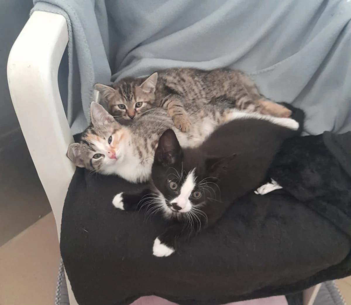 Kinga, Kiara und Kuno, male puppy European Shorthair for adoption at Tierheim Wesel, Wesel