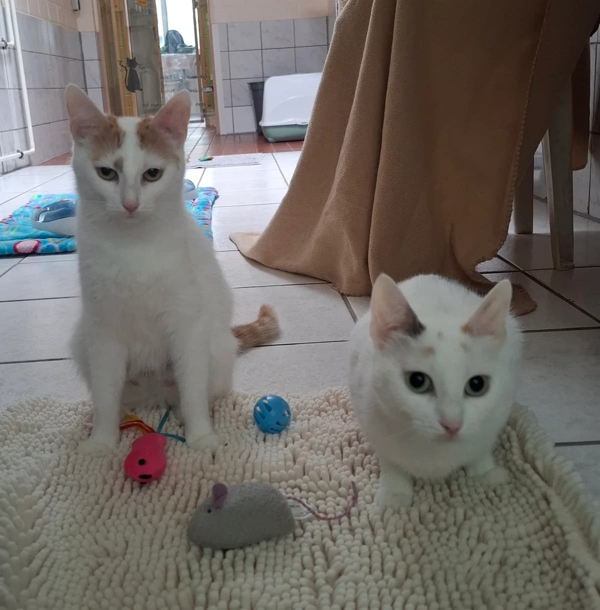 Kira und Marli, female European Shorthair for adoption at Tierheim Wesel, Wesel