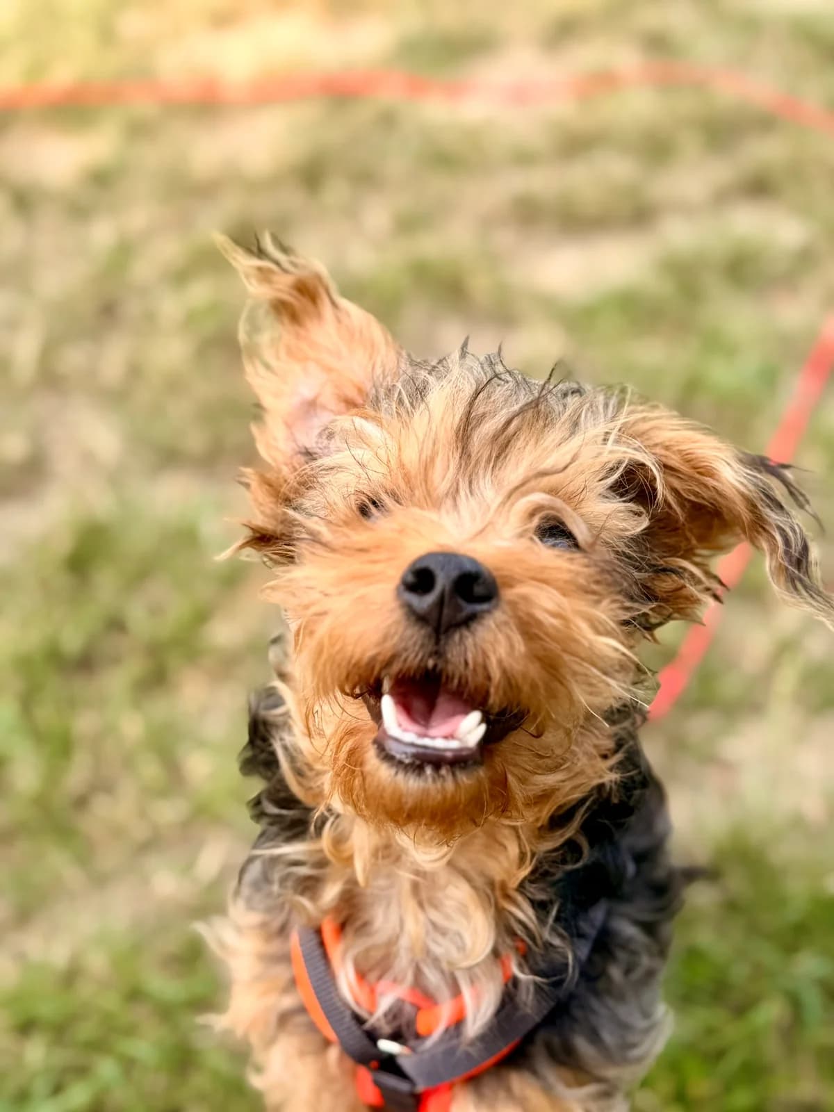 Zwiebel & Knofi, male puppy Yorkshire Terrier for adoption at Tierheim Wesel, Wesel