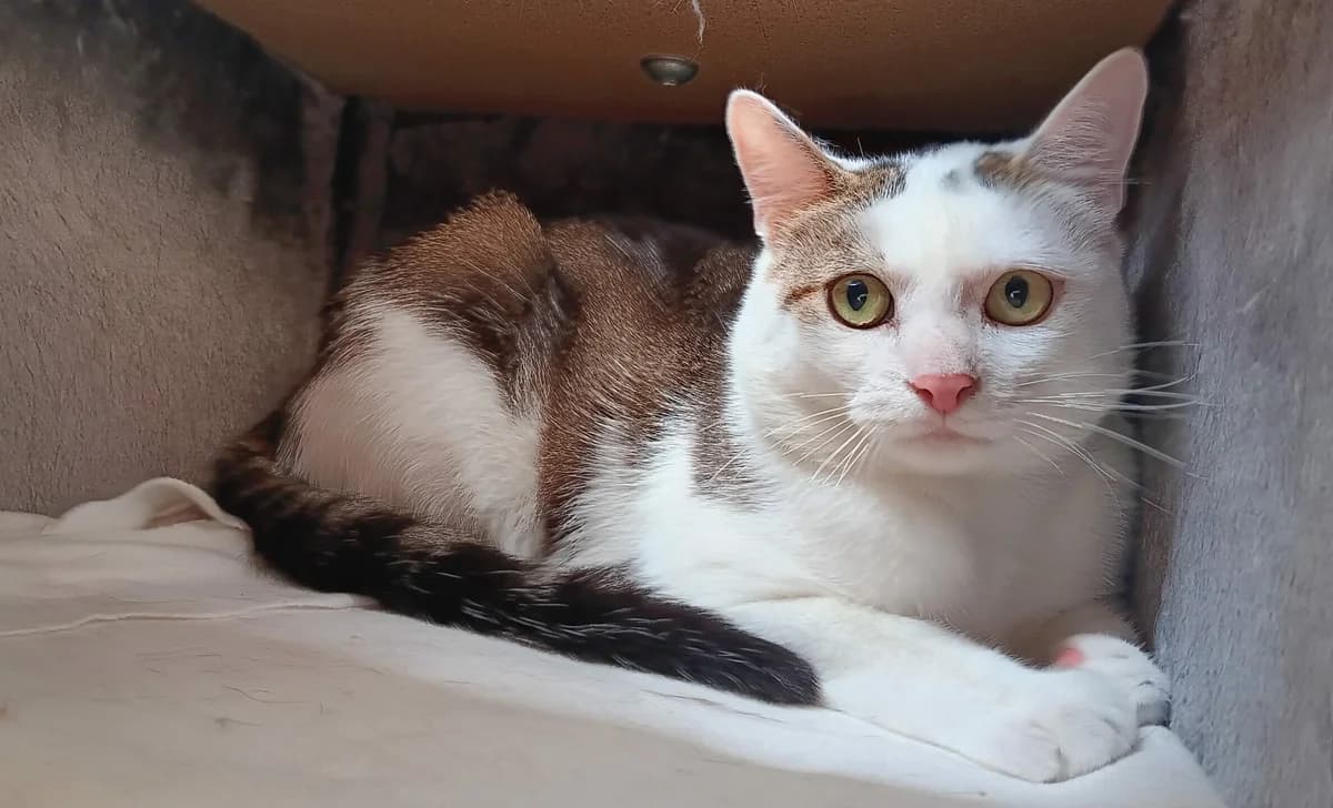 Stefan, male European Shorthair for adoption at Tierheim Wesel, Wesel