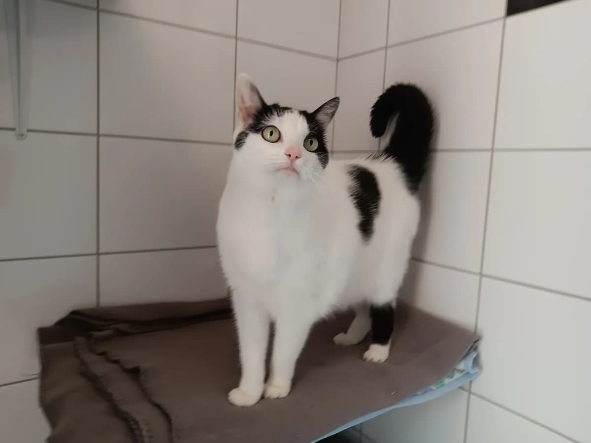Fee, female senior European Shorthair for adoption at Tierheim Wesel, Wesel