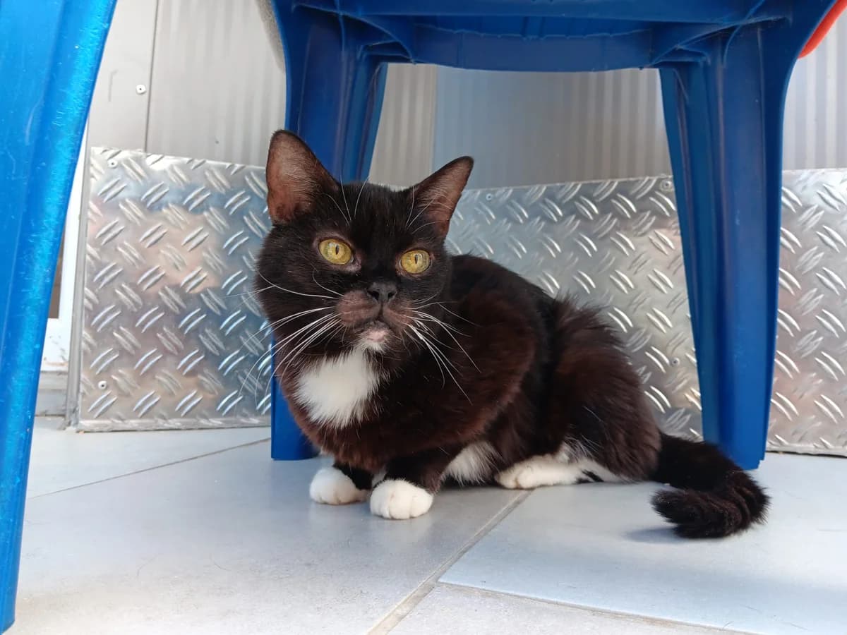 Bella, female senior European Shorthair for adoption at Tierheim Wesel, Wesel