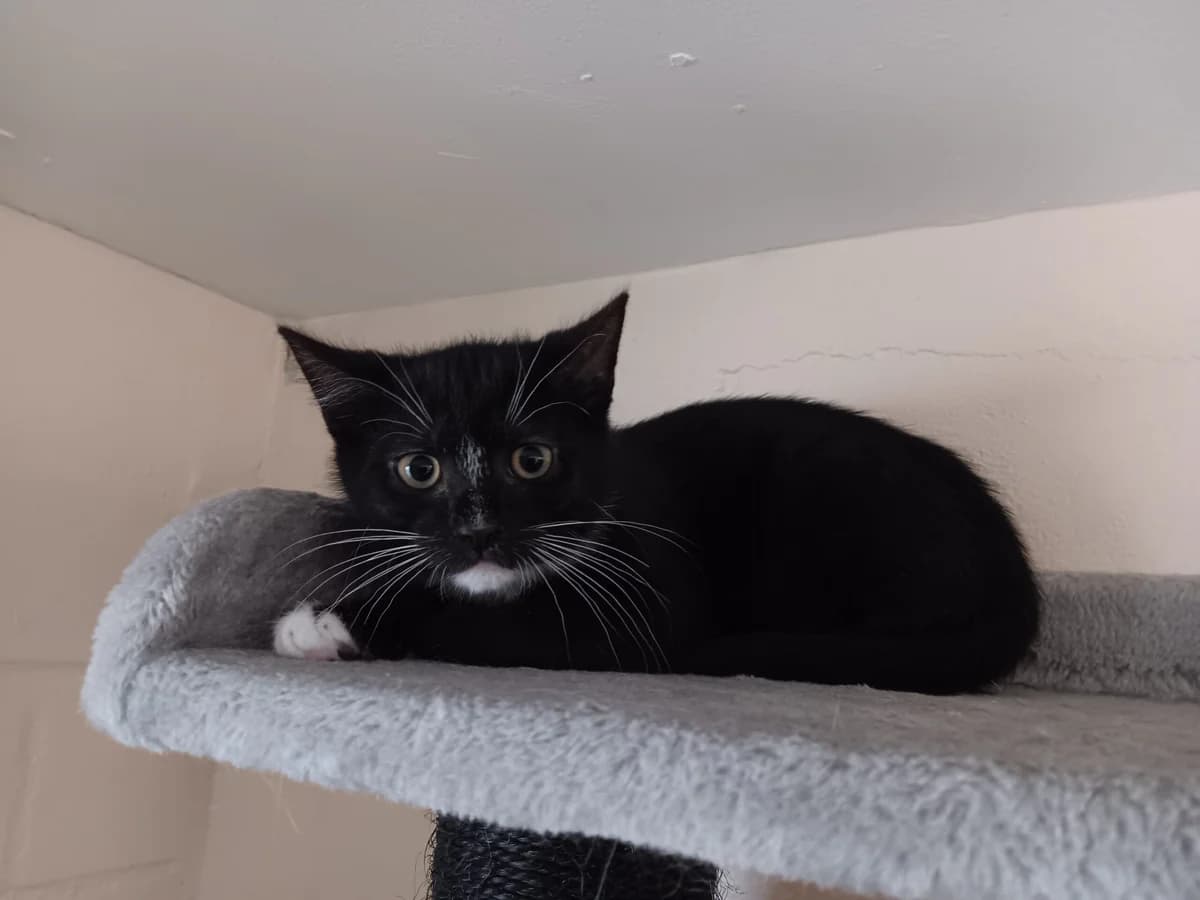 Philip & Co, male European Shorthair for adoption at Tierheim Wesel, Wesel
