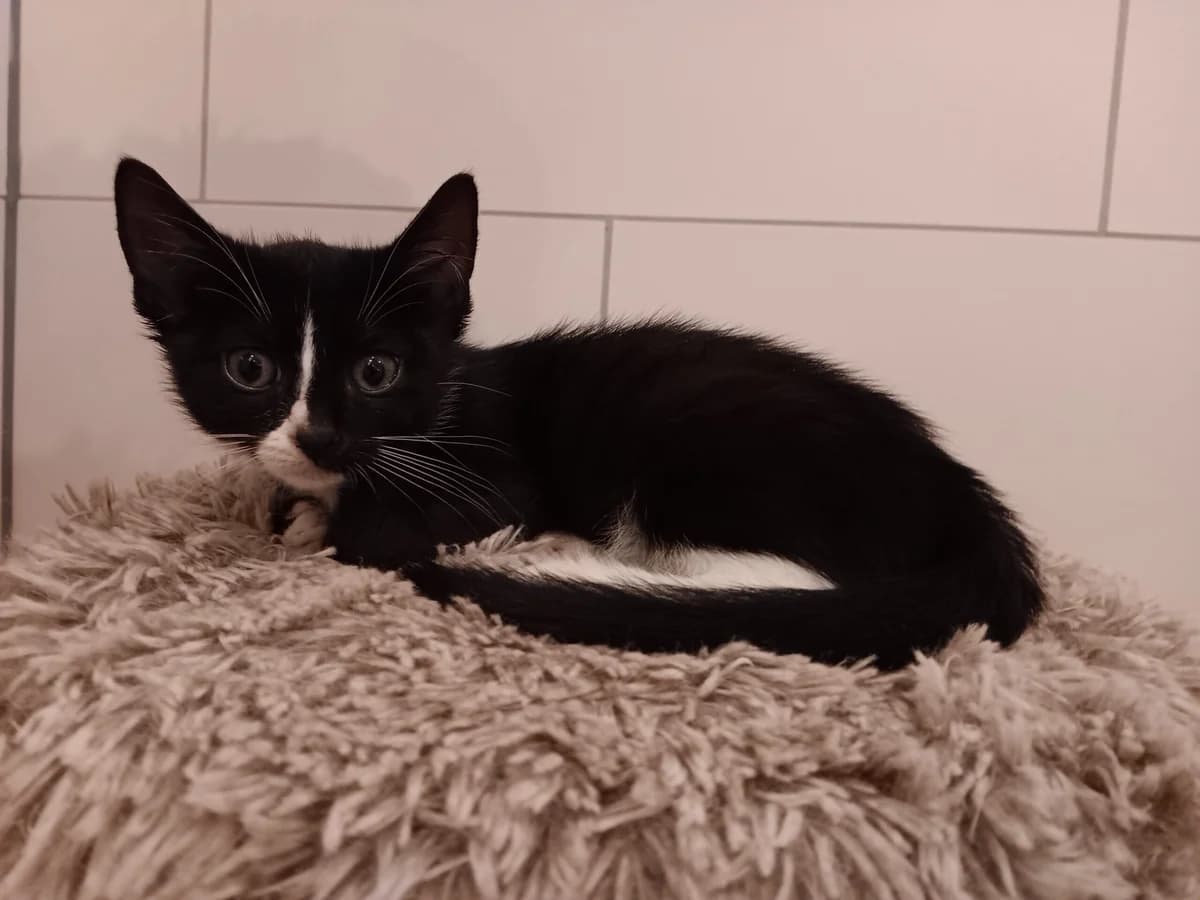 Jens & Beauty, male European Shorthair for adoption at Tierheim Wesel, Wesel