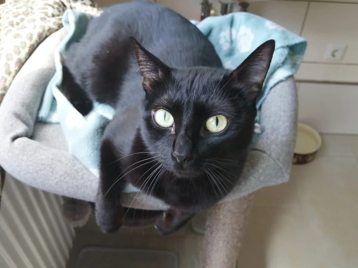 Rio, male 3yo European Shorthair for adoption at Tierheim Wesel, Wesel
