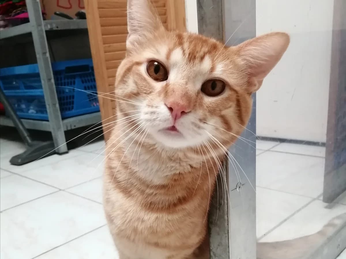 Omid, male 4yo European Shorthair for adoption at Tierheim Wesel, Wesel