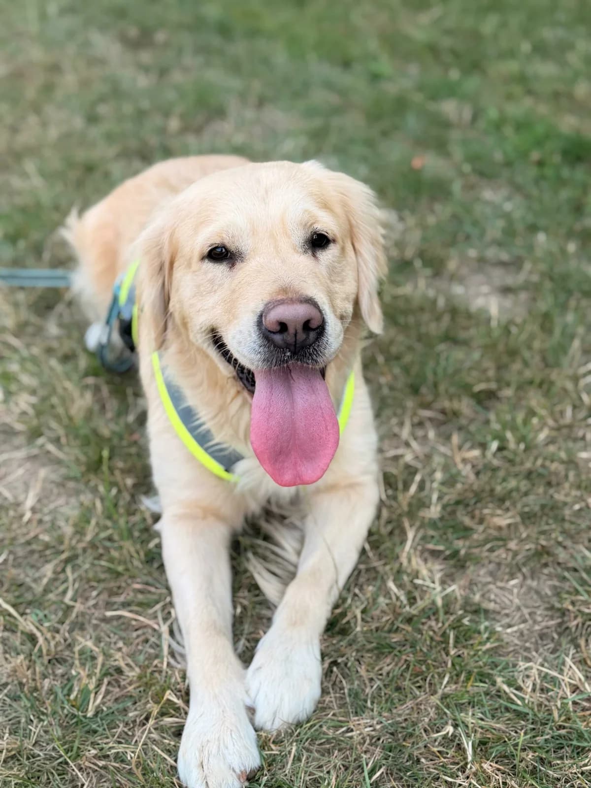 Majla, golden 5yo Golden Retriever for adoption at Tierheim Wesel, Wesel