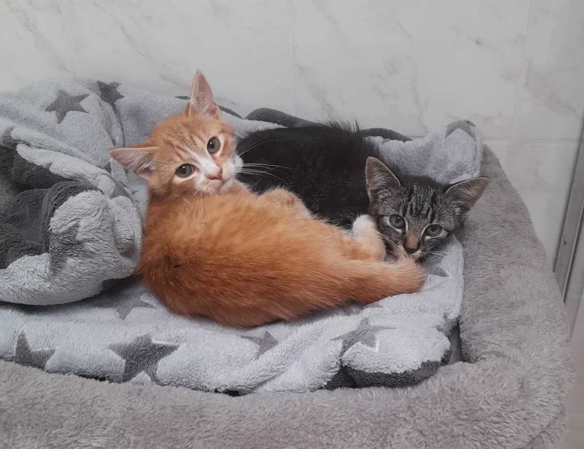 Victor, Otto, Henri und Futzi, male puppy European Shorthair for adoption at Tierheim Wesel, Wesel
