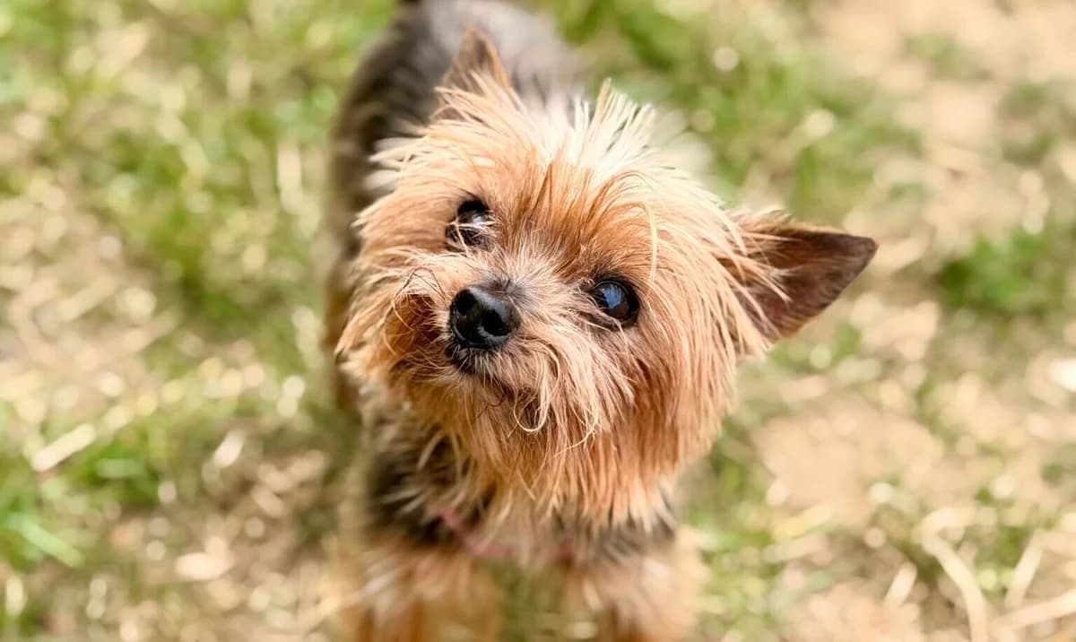 Opi, male senior Yorkshire Terrier for adoption at Tierheim Wesel, Wesel