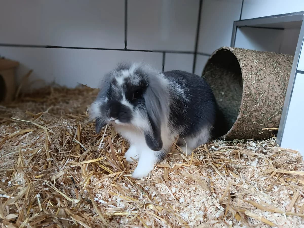 Freddy, male mixed breed for adoption at Tierheim Wesel, Wesel