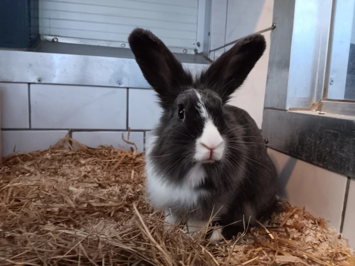 Tuffy, female mixed breed for adoption at Tierheim Wesel, Wesel