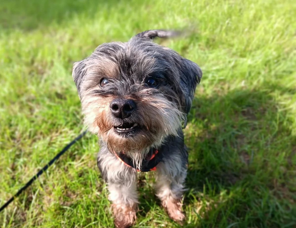 Cherry, female Yorkshire Terrier for adoption at Tierheim Wesel, Wesel