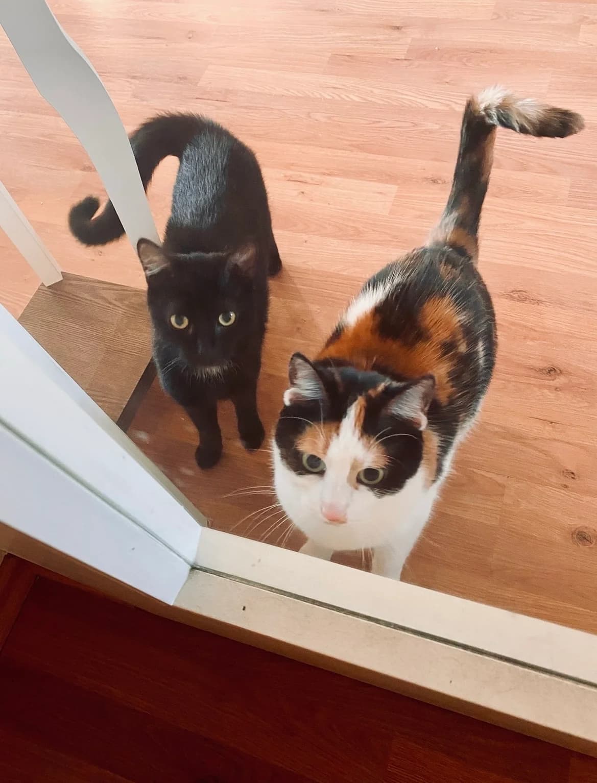 Finchen und de Catz, female senior Mixed Breed for adoption at Tierheim Wesel, Wesel