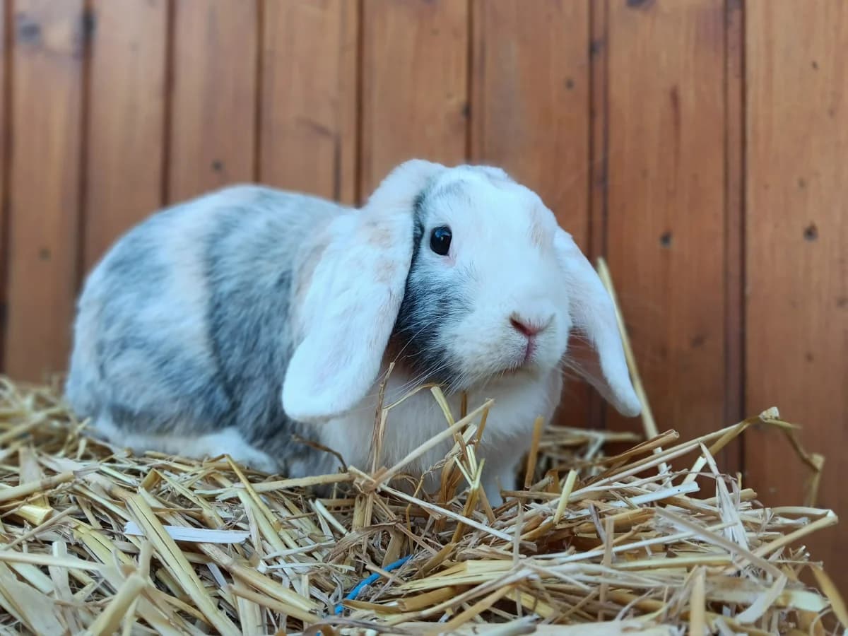 Simba, male mixed breed for adoption at Tierheim Wesel, Wesel