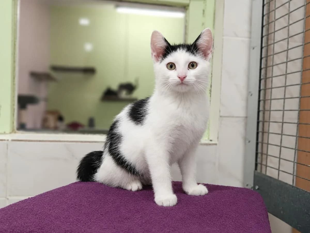 Yakari, male European Shorthair for adoption at Tierheim Wesel, Wesel