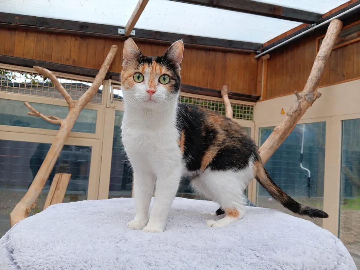 Karin, female European Shorthair for adoption at Tierheim Wesel, Wesel