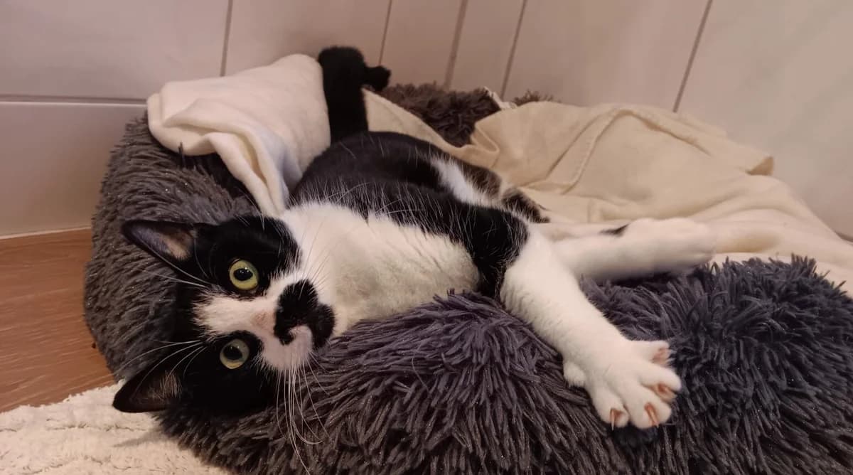 Silke, female European Shorthair for adoption at Tierheim Wesel, Wesel