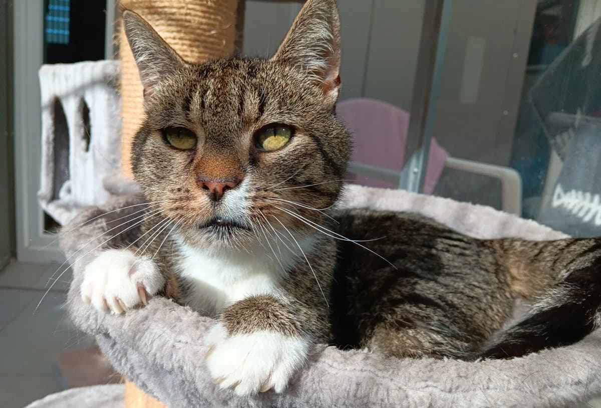 Konrad, male European Shorthair for adoption at Tierheim Wesel, Wesel