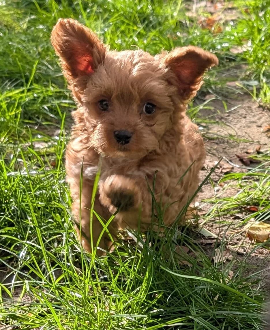 Ritchie, Rolf, Ralf und Robert, male puppy Maltipoo for adoption at Tierheim Wesel, Wesel