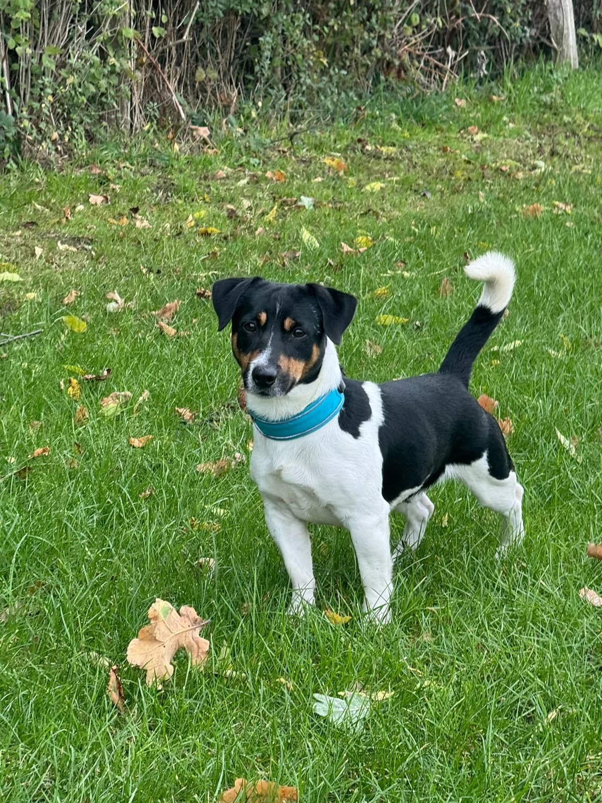 Milow, male Mixed Breed for adoption at Tierheim Wesel, Wesel