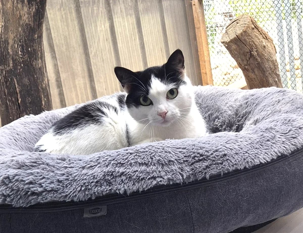 Evita, 3yo Mixed Breed for adoption at Tierheim Wesendahl, Wesendahl