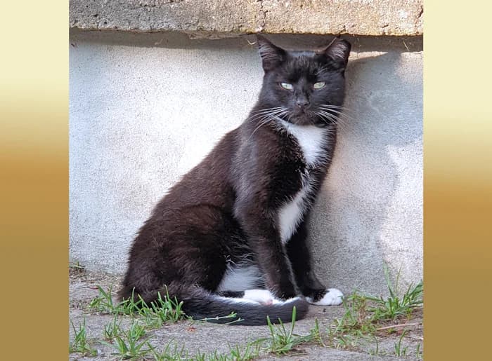 Carlos, male 3yo Mixed Breed for adoption at Tierheim Wesendahl, Wesendahl
