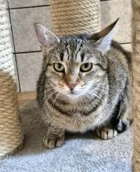 Sally, 5yo Mixed Breed for adoption at Tierheim Wesendahl, Wesendahl