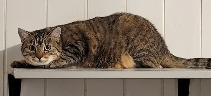 Hanni und Lucy, Mixed Breed for adoption at Tierheim Wesendahl, Wesendahl