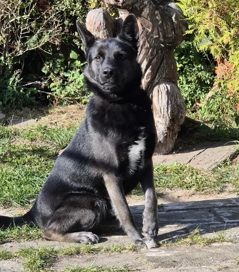 Cira, female 5yo German Shepherd for adoption at Tierheim Wesendahl, Wesendahl