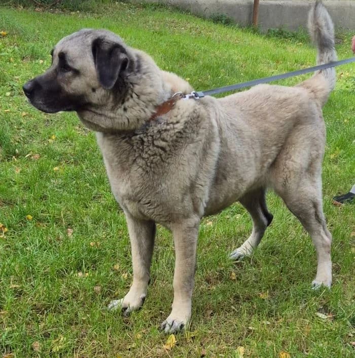 Pan, senior Mixed Breed for adoption at Tierheim Wesendahl, Wesendahl