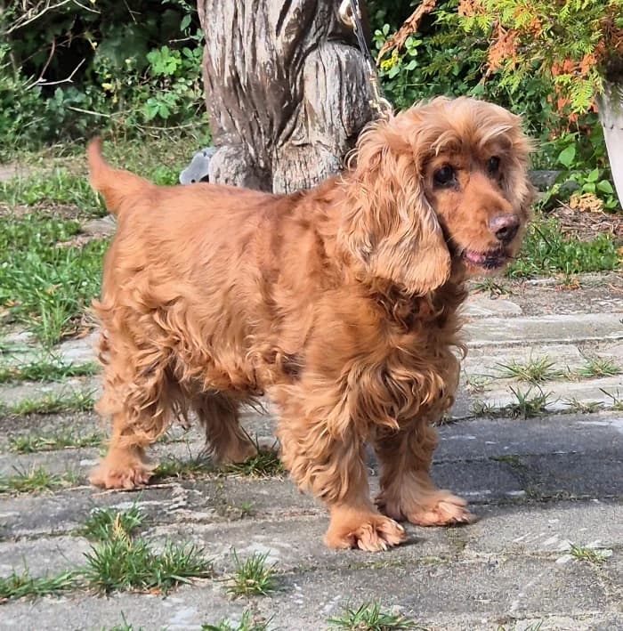 Tashi, female senior Mixed Breed for adoption at Tierheim Wesendahl, Wesendahl