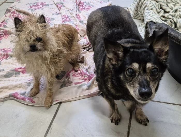 Pixi und Fips, senior Mixed Breed for adoption at Tierheim Wesendahl, Wesendahl